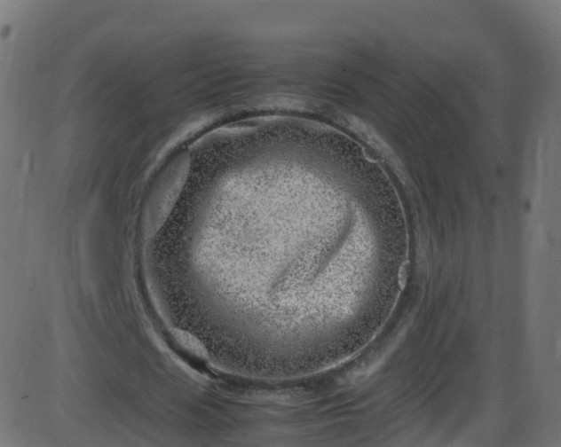 X0000086280625200704051336