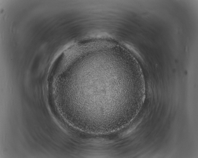 X0000086280630200704051336