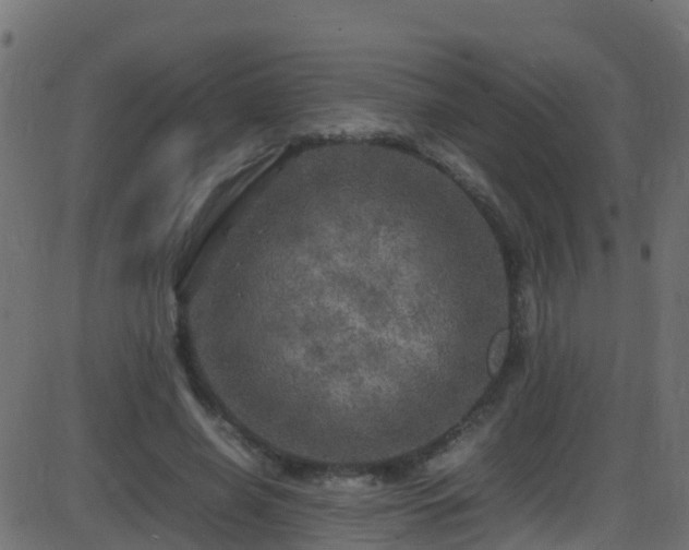 X0000086280638200704051336