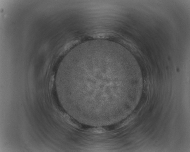 X0000086280652200704051336