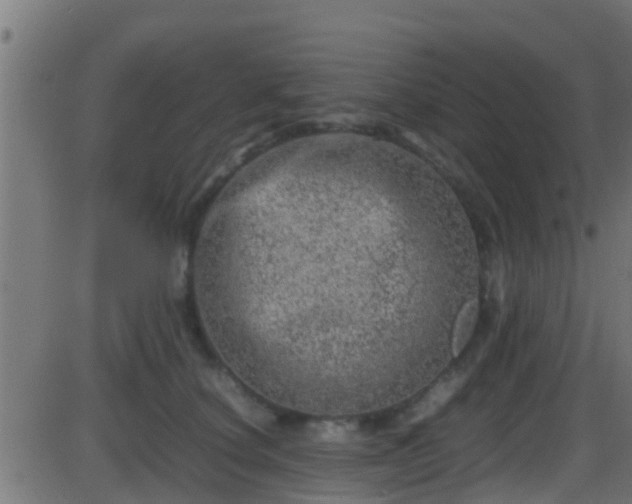 X0000086280660200704051336