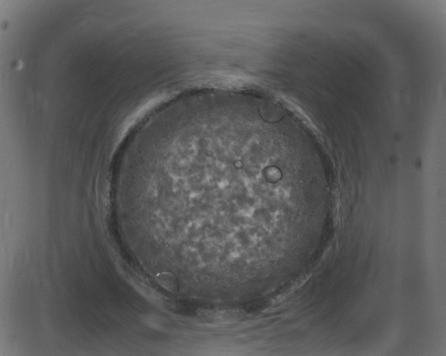 X0000086280679200704051335