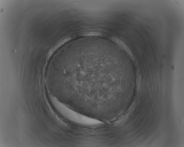 X0000086280721200704051334