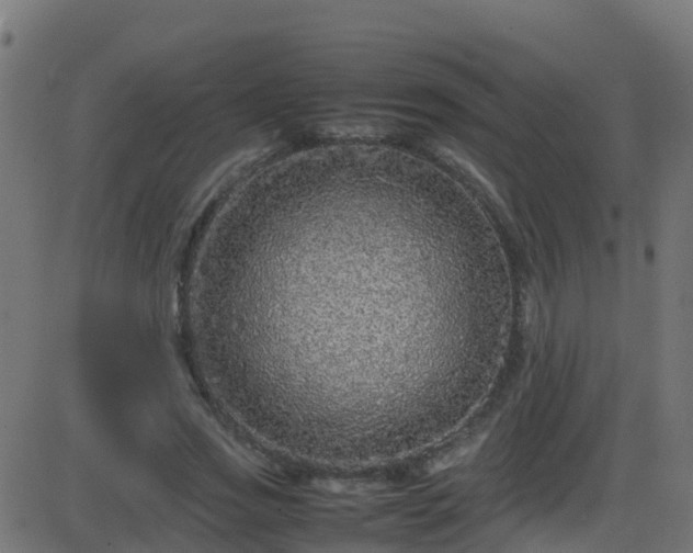 X0000086280733200704051334