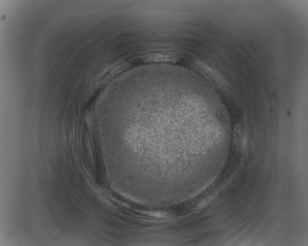 X0000086280741200704051334