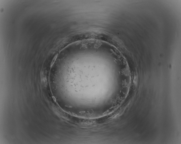X0000086280771200704051334