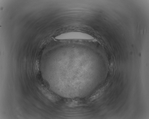 X0000086280772200704051334