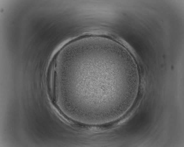 X0000086280787200704051334