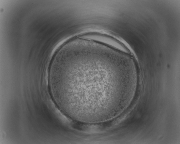 X0000086280791200704051334