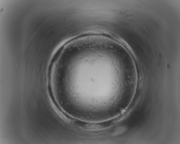 X0000086280795200704051334