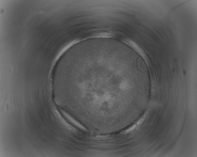 X0000086280835200704051333