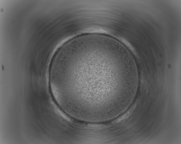 X0000086280840200704051333