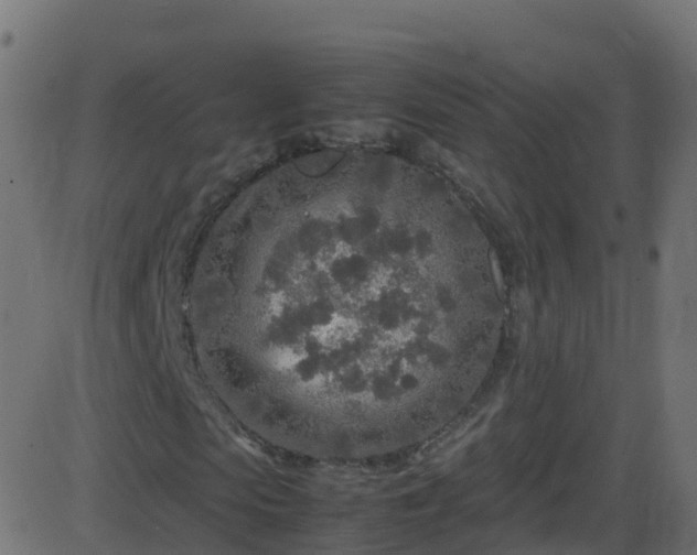 X0000086280913200704051331