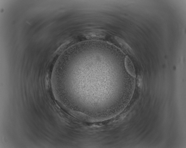 X0000086280915200704051331