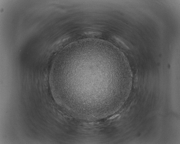 X0000086280917200704051331