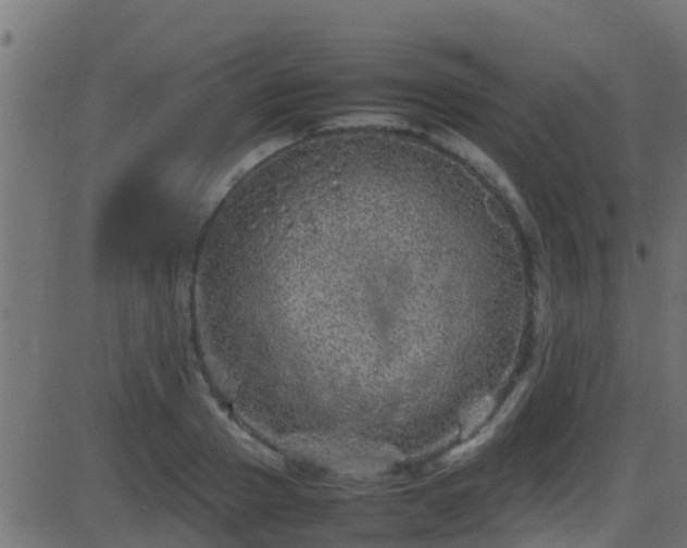 X0000086280937200704051331