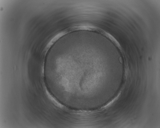 X0000086280938200704051331