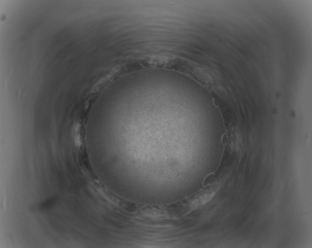 X0000086280962200704051331