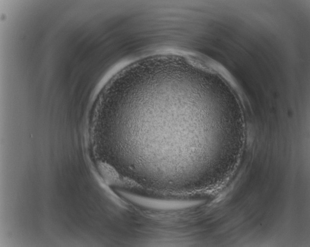 X0000086281048200704051330