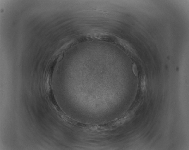 X0000086281060200704051329