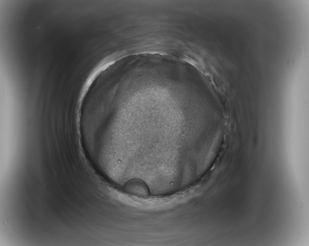 X0000086280006200704122056