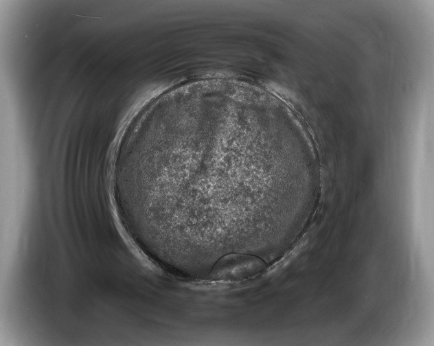 X0000086280049200704122054