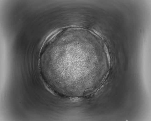 X0000086280050200704122055