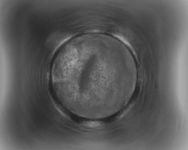 X0000086280063200704122055