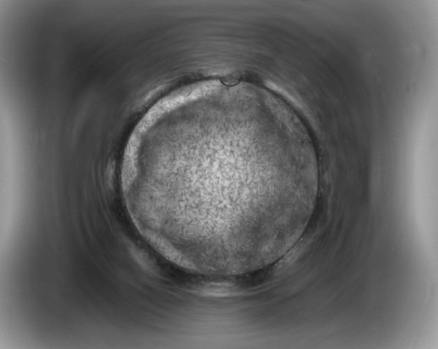 X0000086280066200704122055