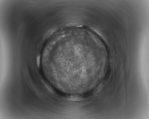 X0000086280070200704122055