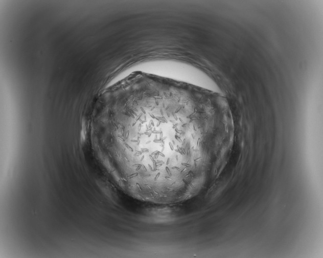 X0000086280075200704122055