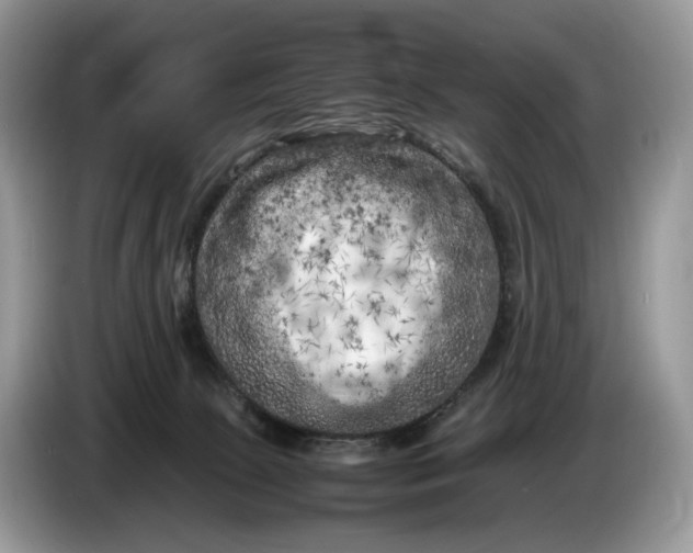 X0000086280081200704122055