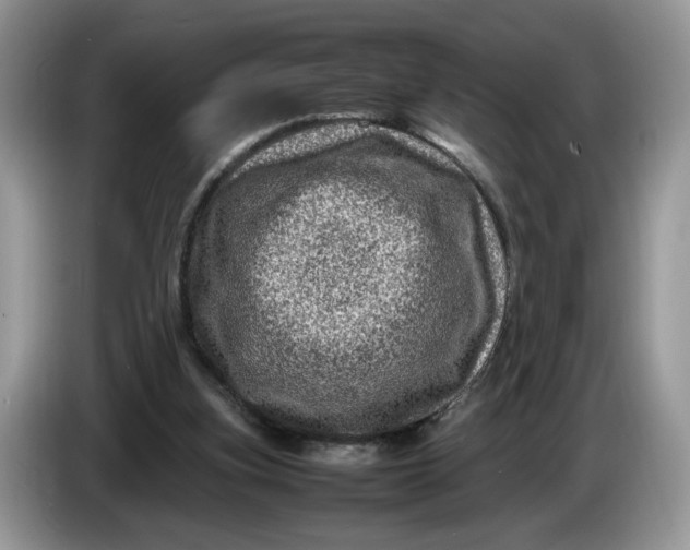 X0000086280155200704122053