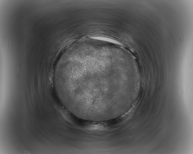 X0000086280175200704122054