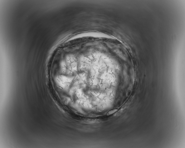 X0000086280245200704122052