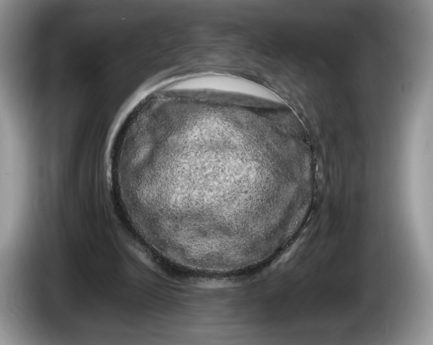 X0000086280246200704122052