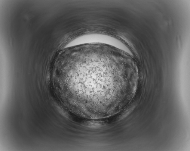 X0000086280261200704122052