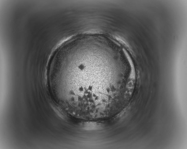 X0000086280298200704122052