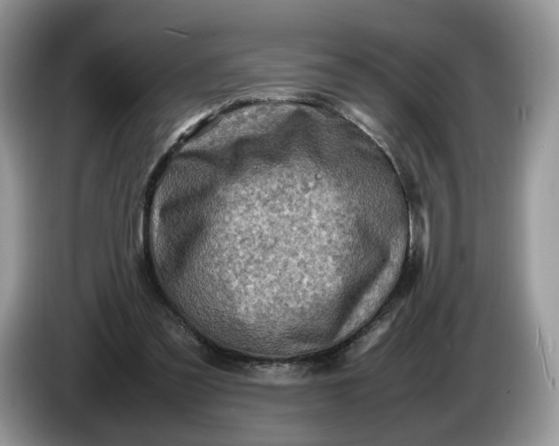 X0000086280301200704122052