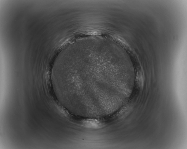 X0000086280322200704122052