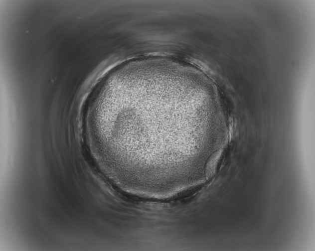 X0000086280339200704122051