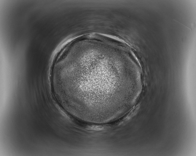 X0000086280341200704122051