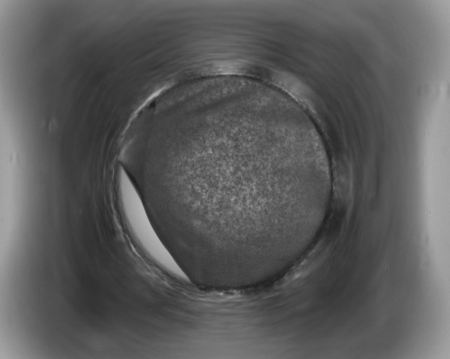 X0000086280386200704122051