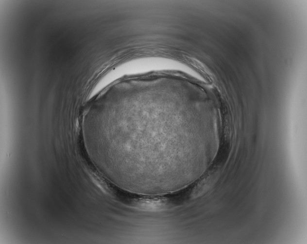 X0000086280405200704122051