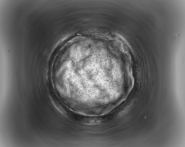 X0000086280443200704122050