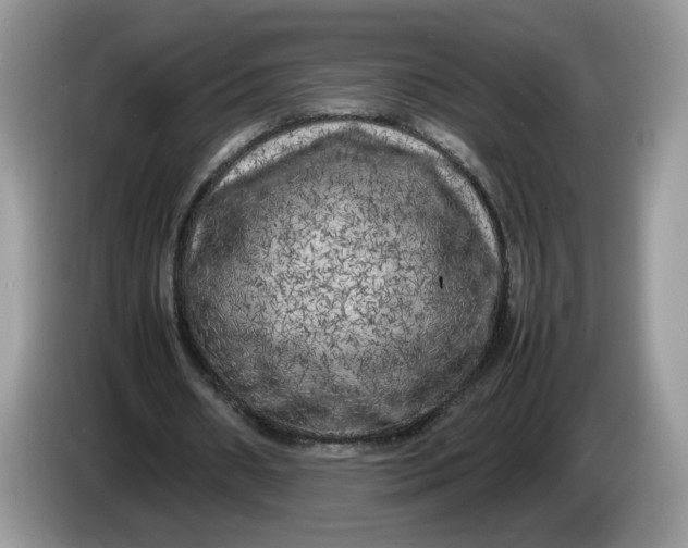 X0000086280482200704122050