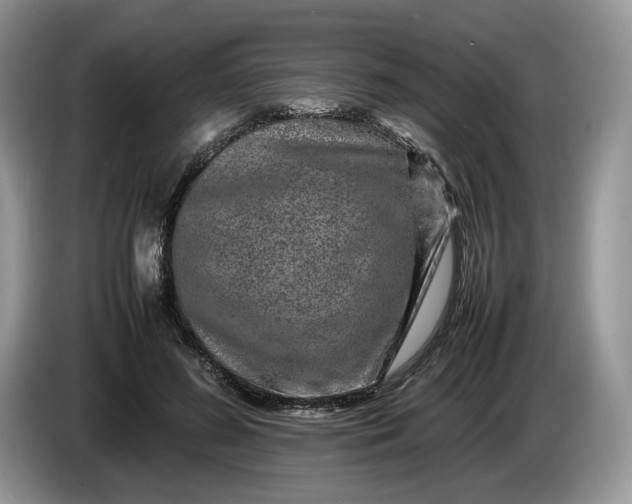 X0000086280596200704122049