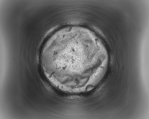 X0000086280636200704122048