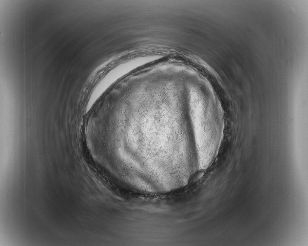 X0000086280775200704122046