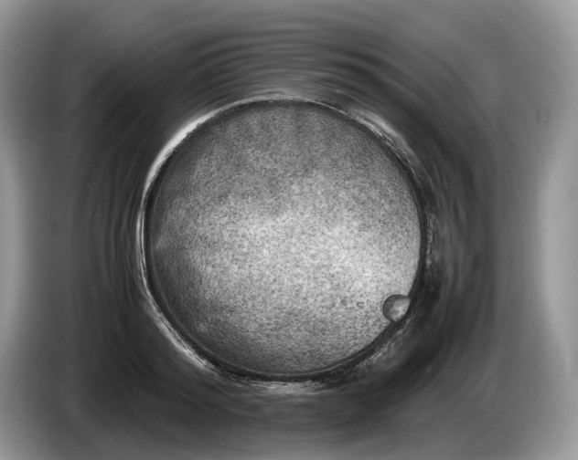 X0000086280796200704122046